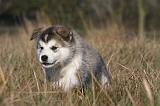 ALASKAN MALAMUTE 473
